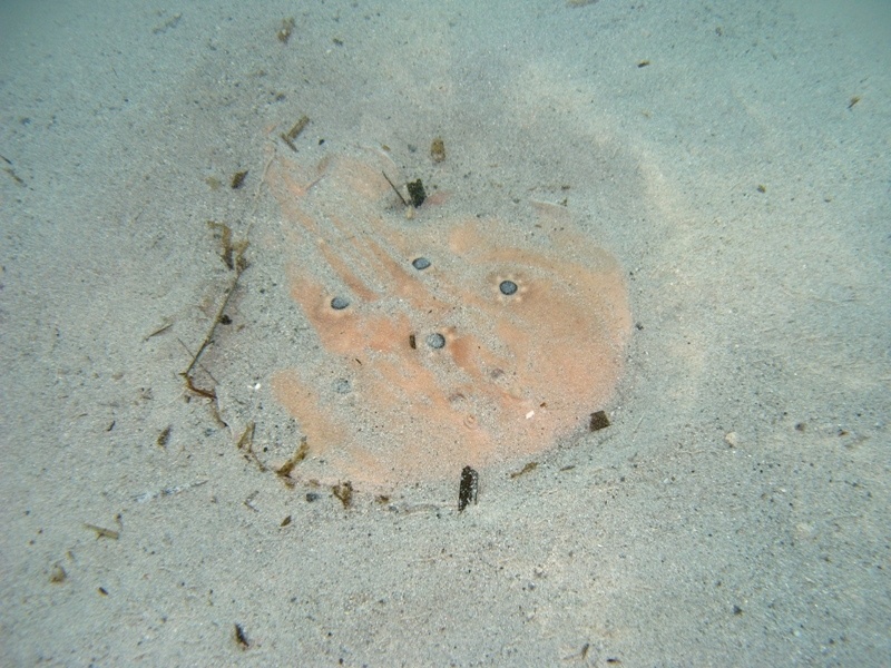 Orme sulla sabbia 2... (Torpedo torpedo)